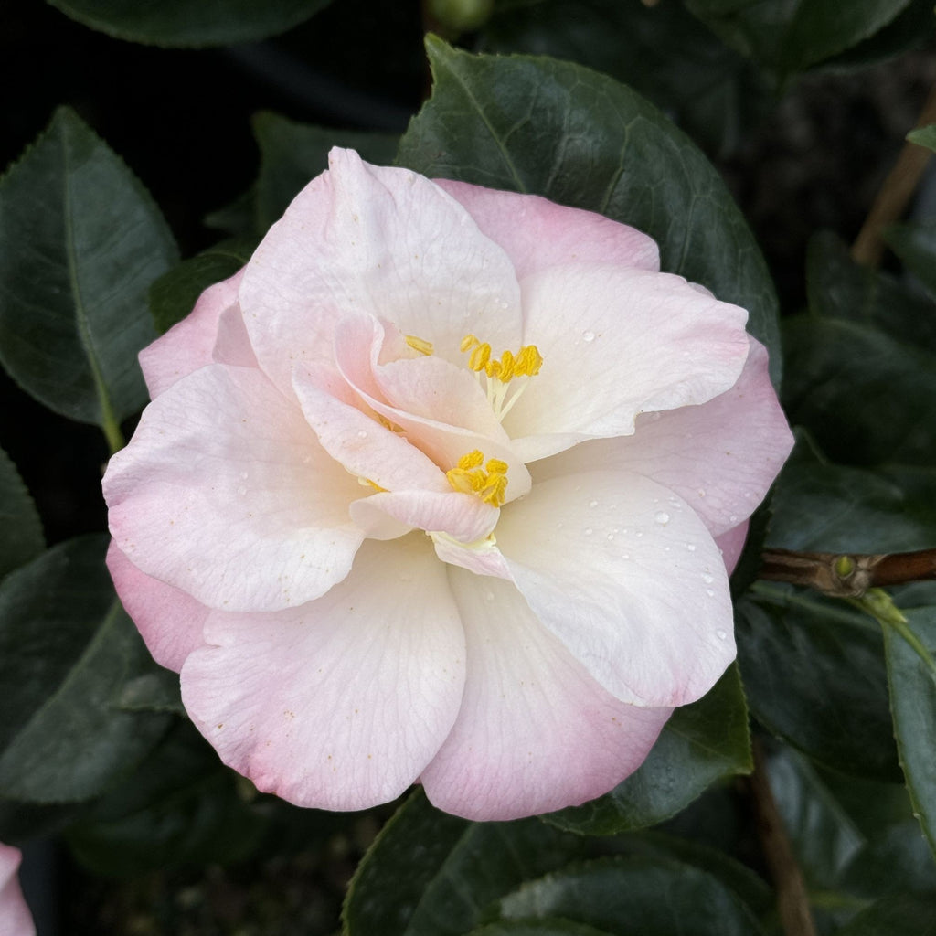 Camellia x williamsii 'Donation'