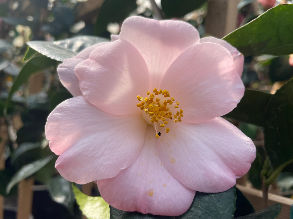 Camellia x williamsii 'Donation' (pink), ESPALIER – Loen