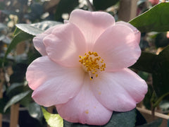 Camellia x williamsii 'Donation' (pink), ESPALIER – Loen