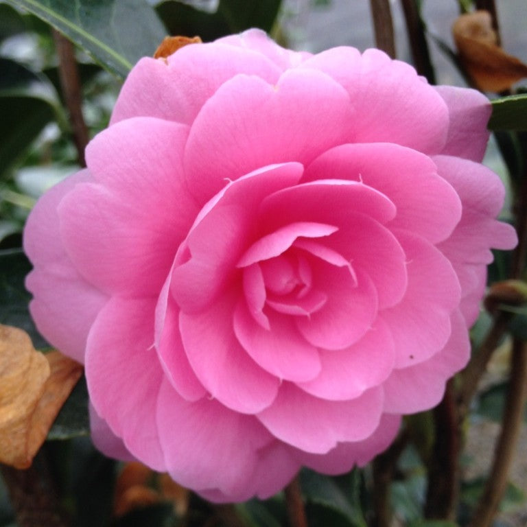 Camellia x williamsii 'E.G. Waterhouse' (pink)