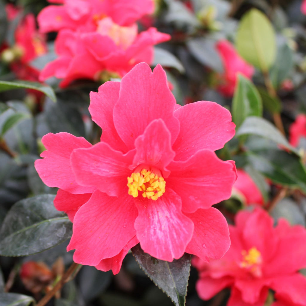 Camellia x williamsii 'Freedom Bell' (red)