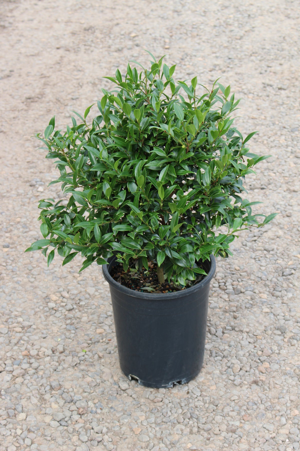 Camellia sas. 'Slim 'N Trim' (pink)