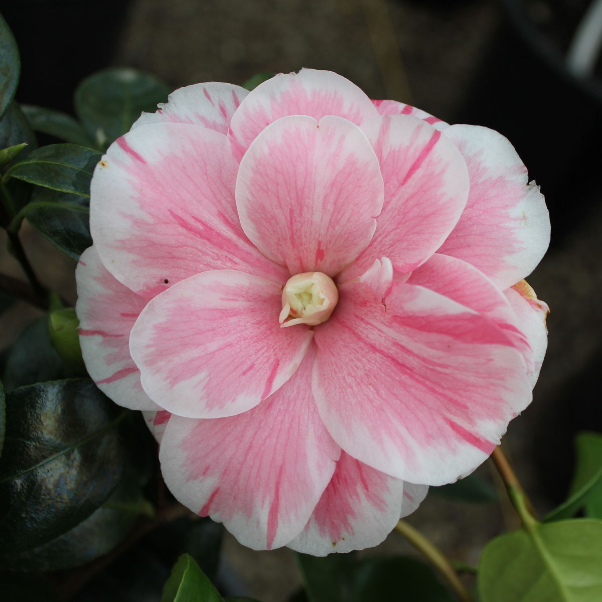 Camellia jap. 'Jordan's Pride' (pink)