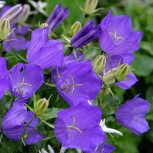 Campanula ca. 'Blue Clips'