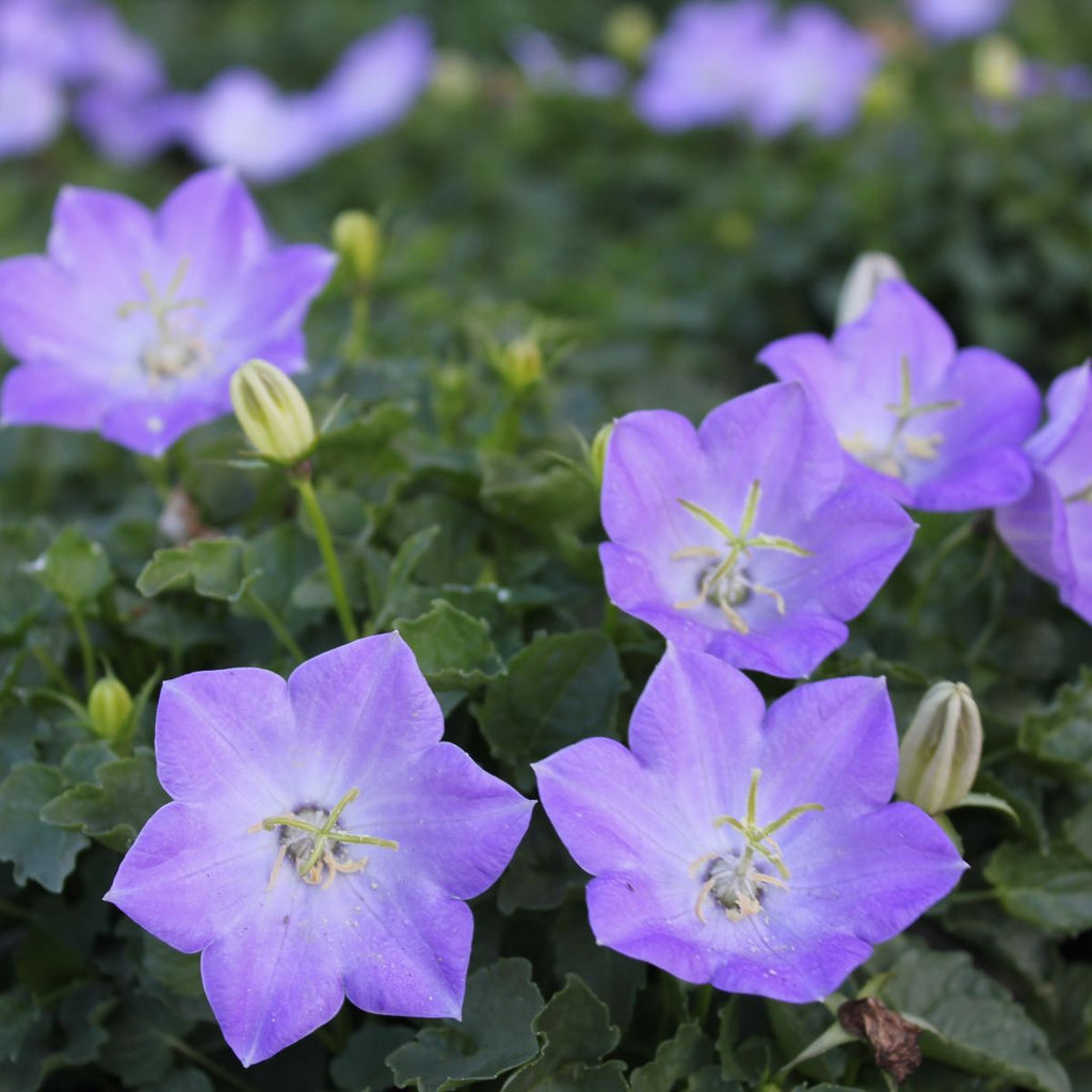 Campanula ca. 'Delft Teacups' PP31574