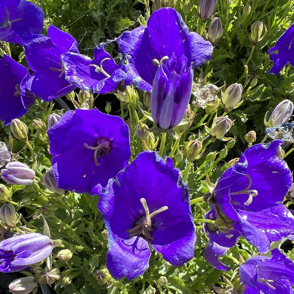 Campanula ca. 'Pearl Deep Blue'