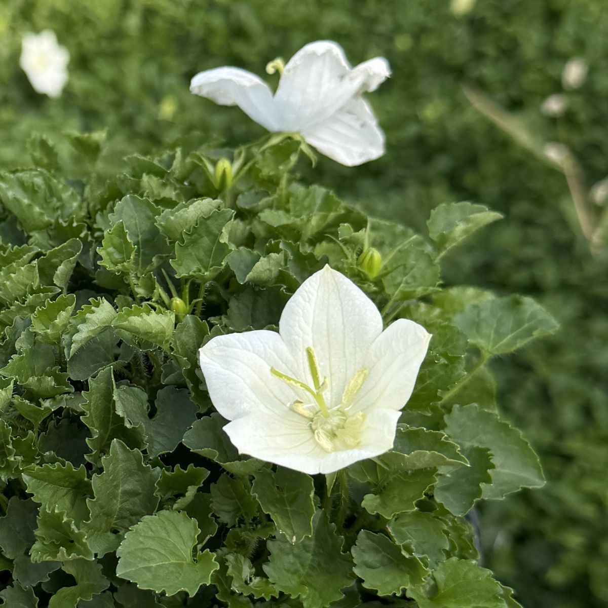 Campanula ca. 'Rapido White'