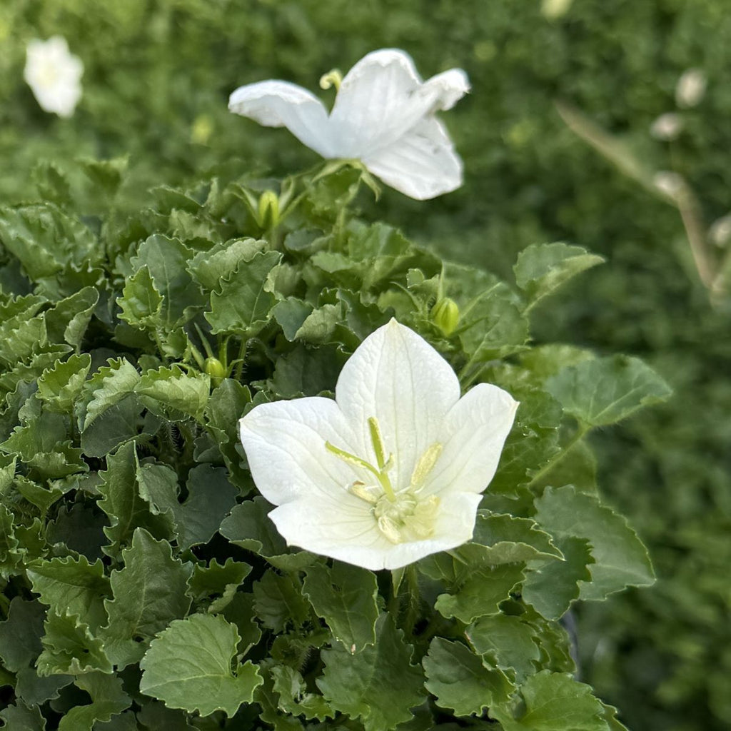 Campanula ca. 'Rapido White'