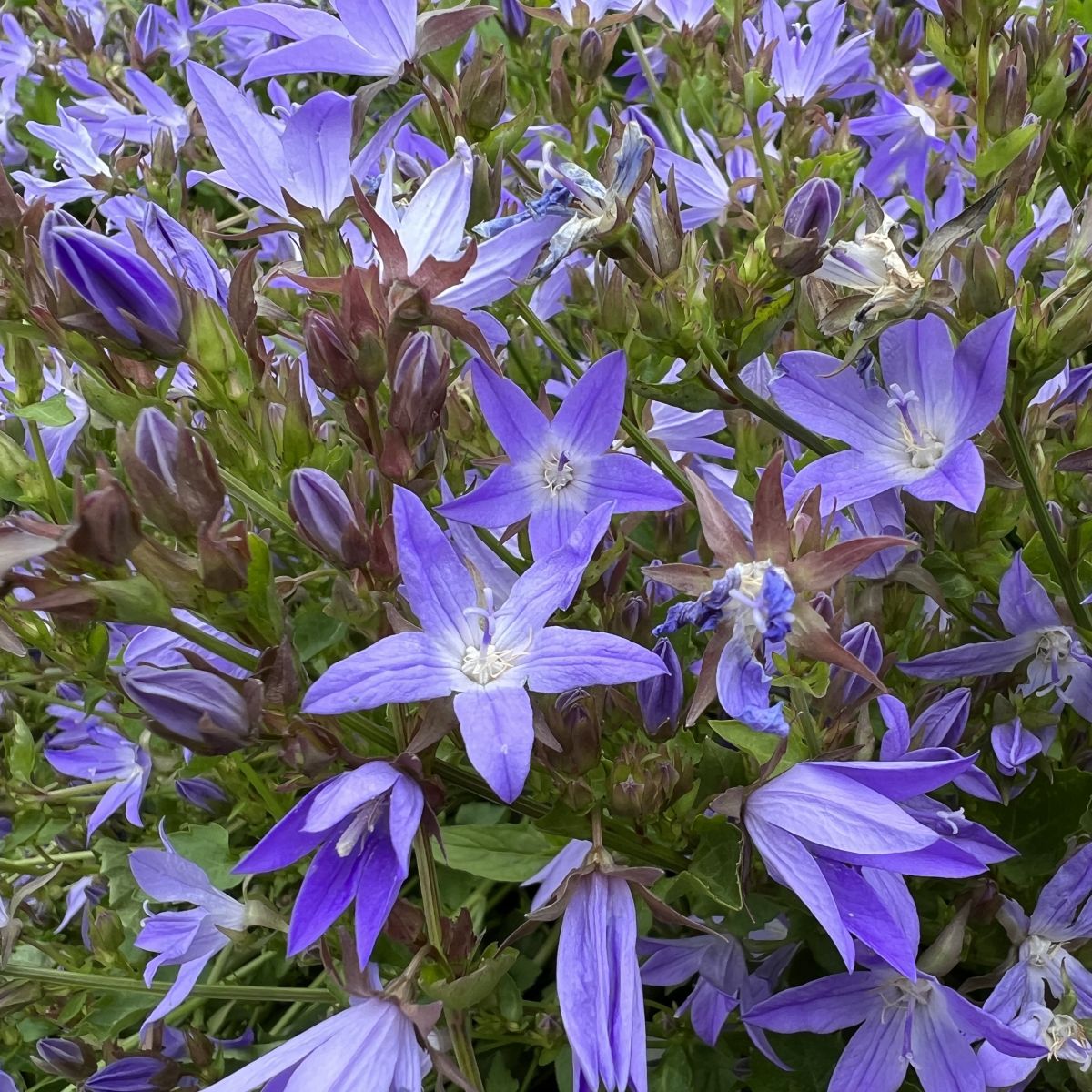 Campanula po. 'Blue Waterfall'