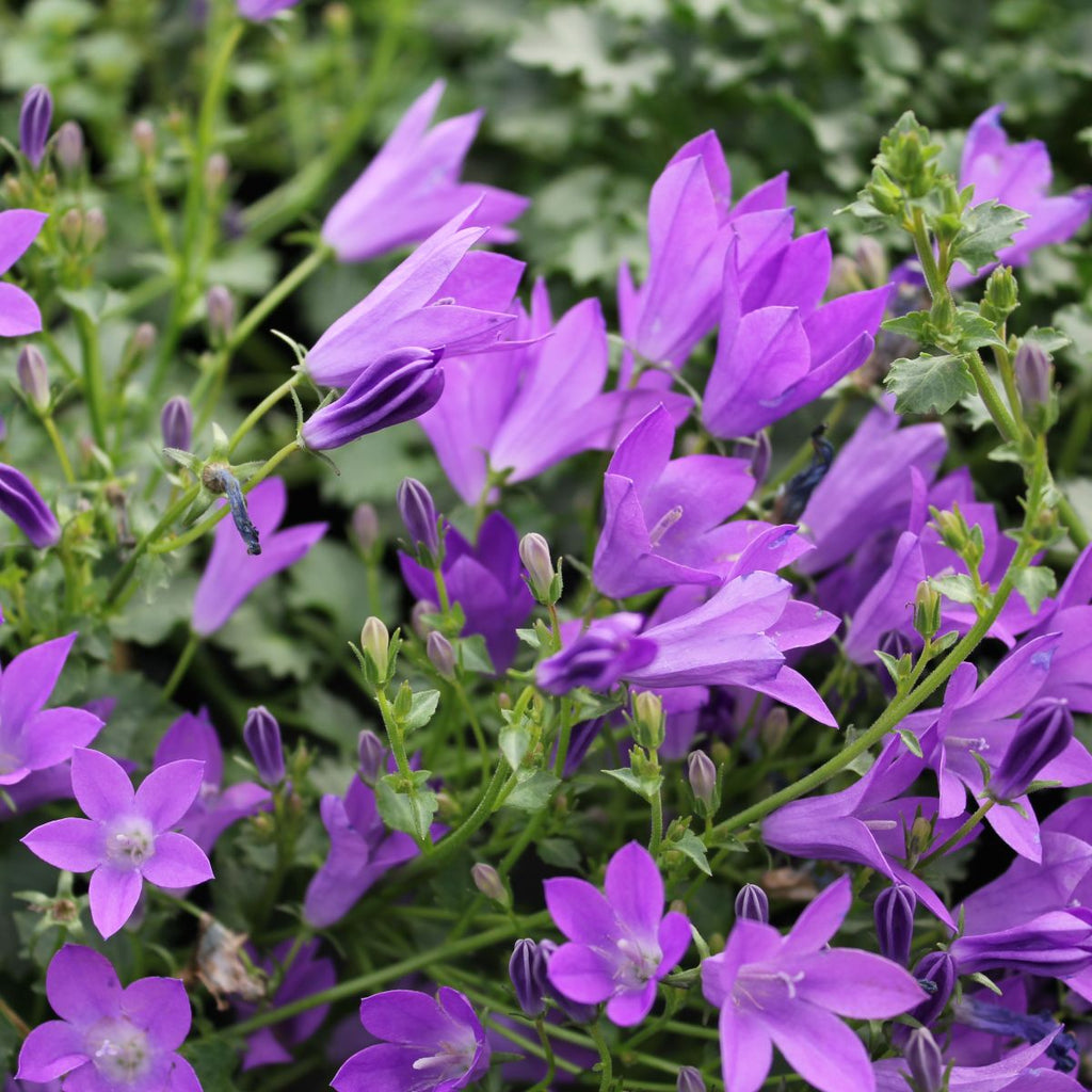 Campanula x 'Birch Hybrid'
