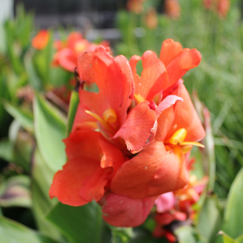 Canna Cannova® Bronze Scarlet