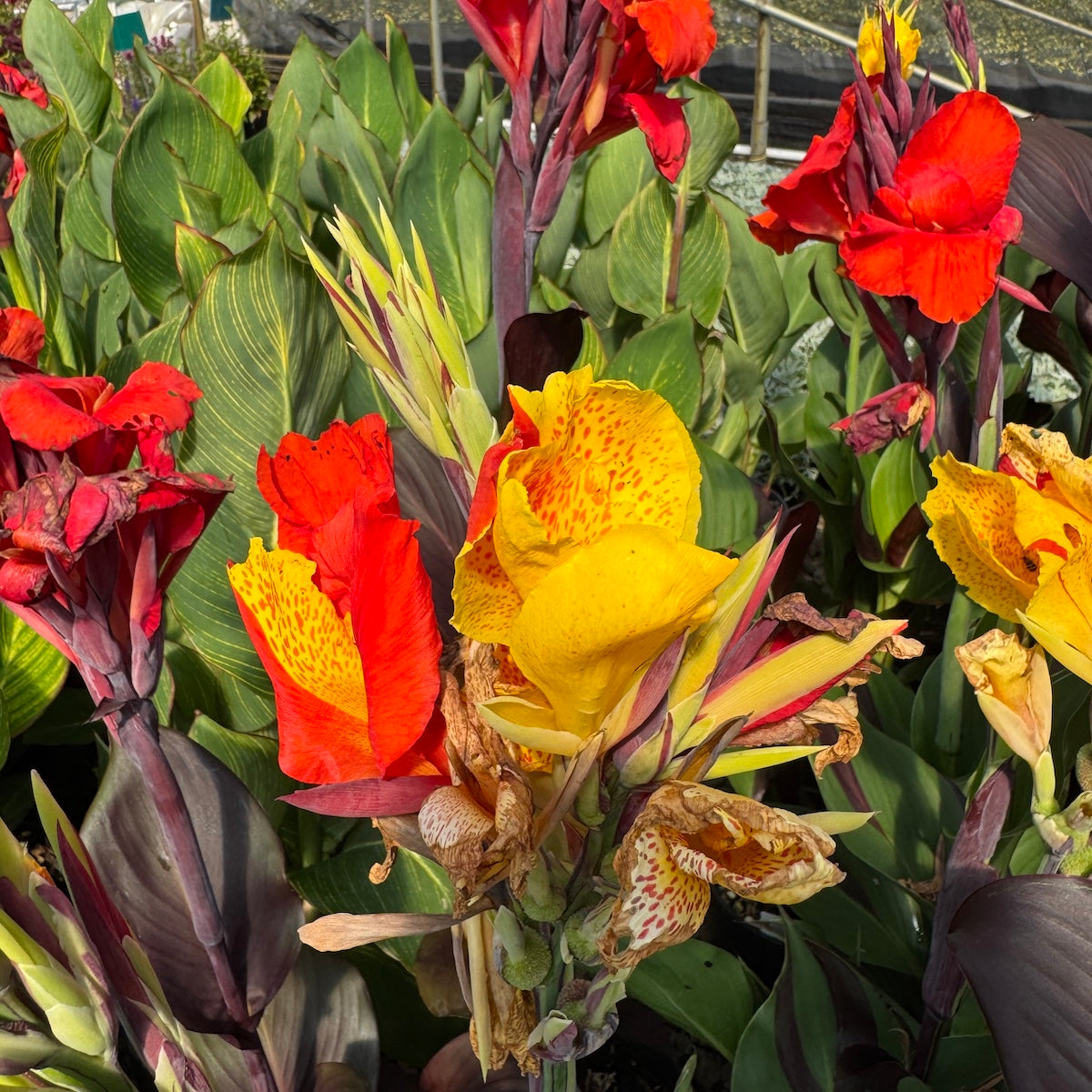 Canna 'Cleopatra'- Dwarf (apricot)