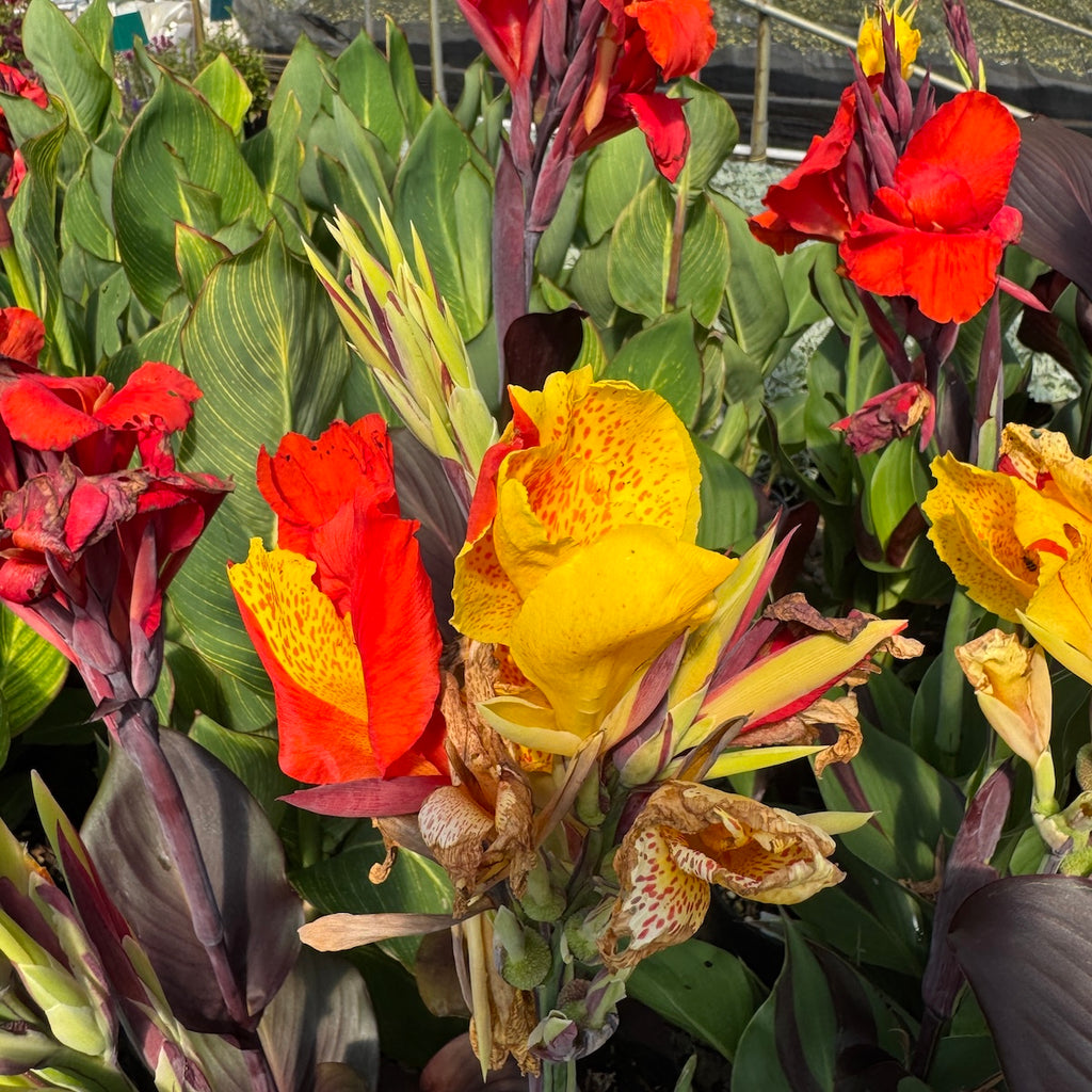 Canna 'Cleopatra'- Dwarf (apricot)