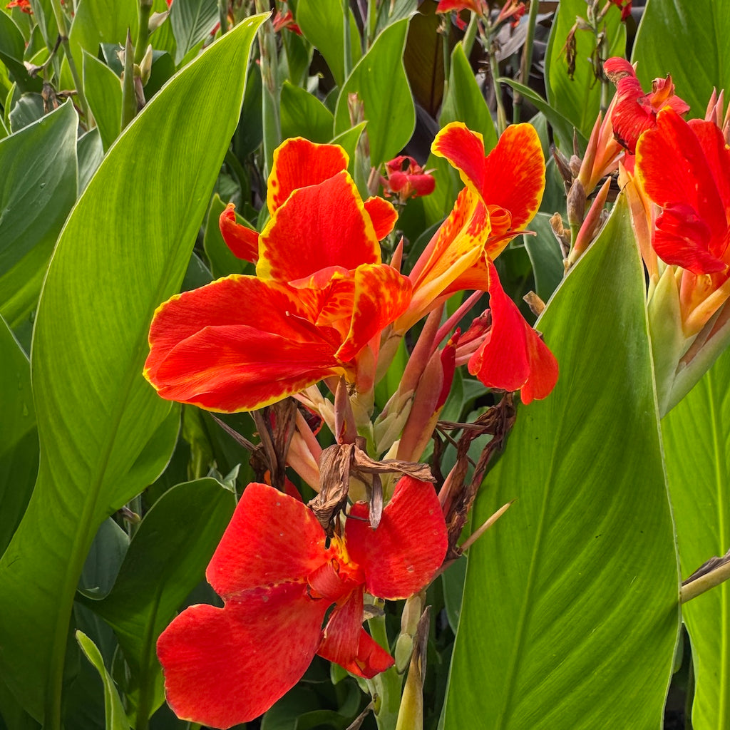 Canna 'Madeira'