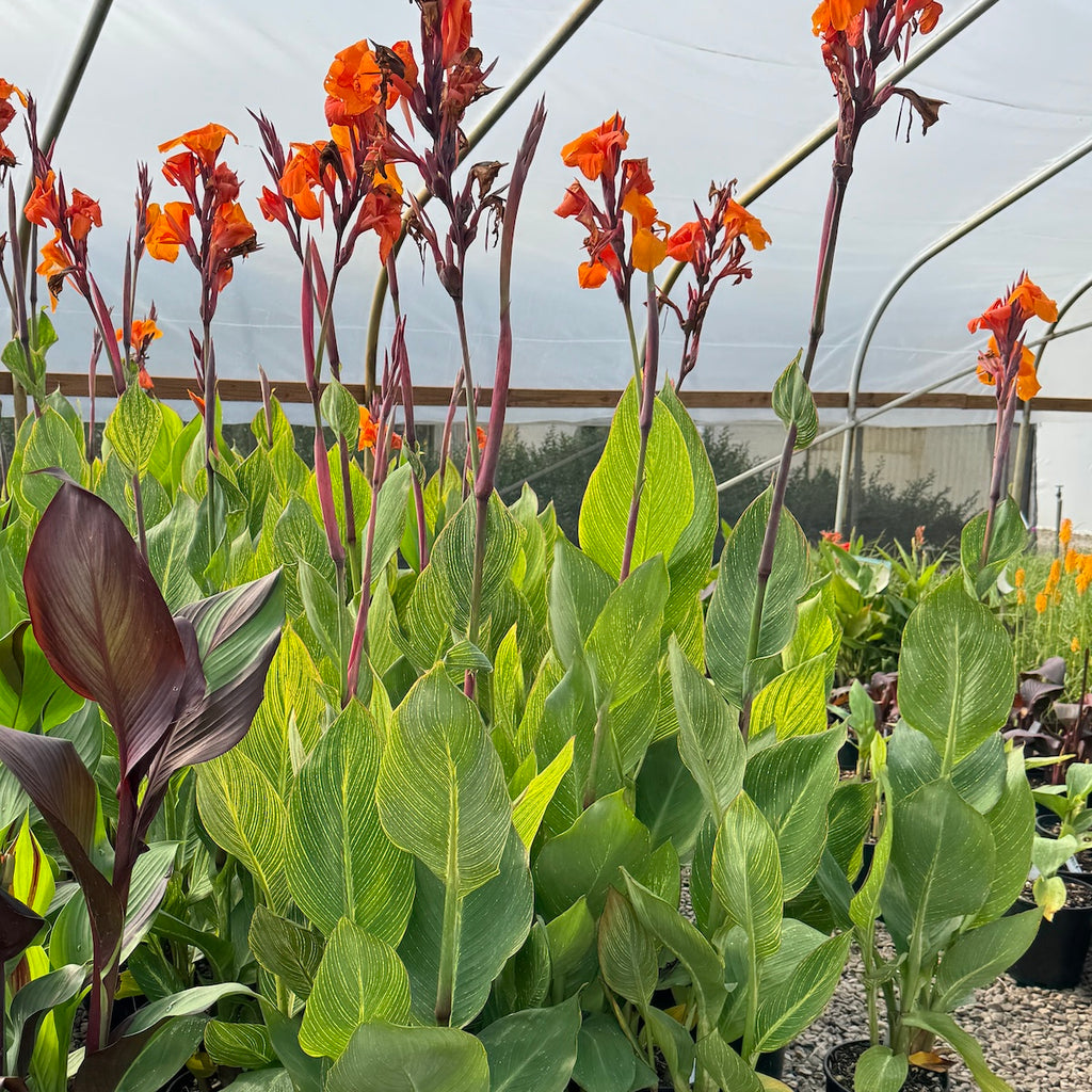 Canna pretoria
