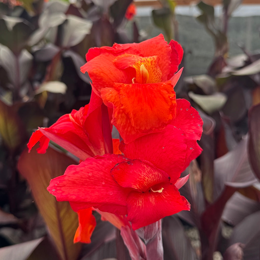 Canna x g. 'Red Velvet' (Red)