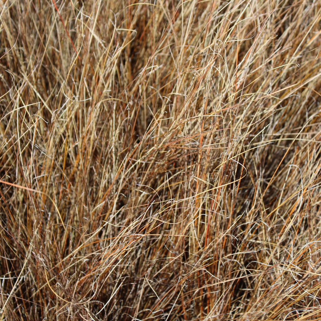 Grass, Carex buchananii