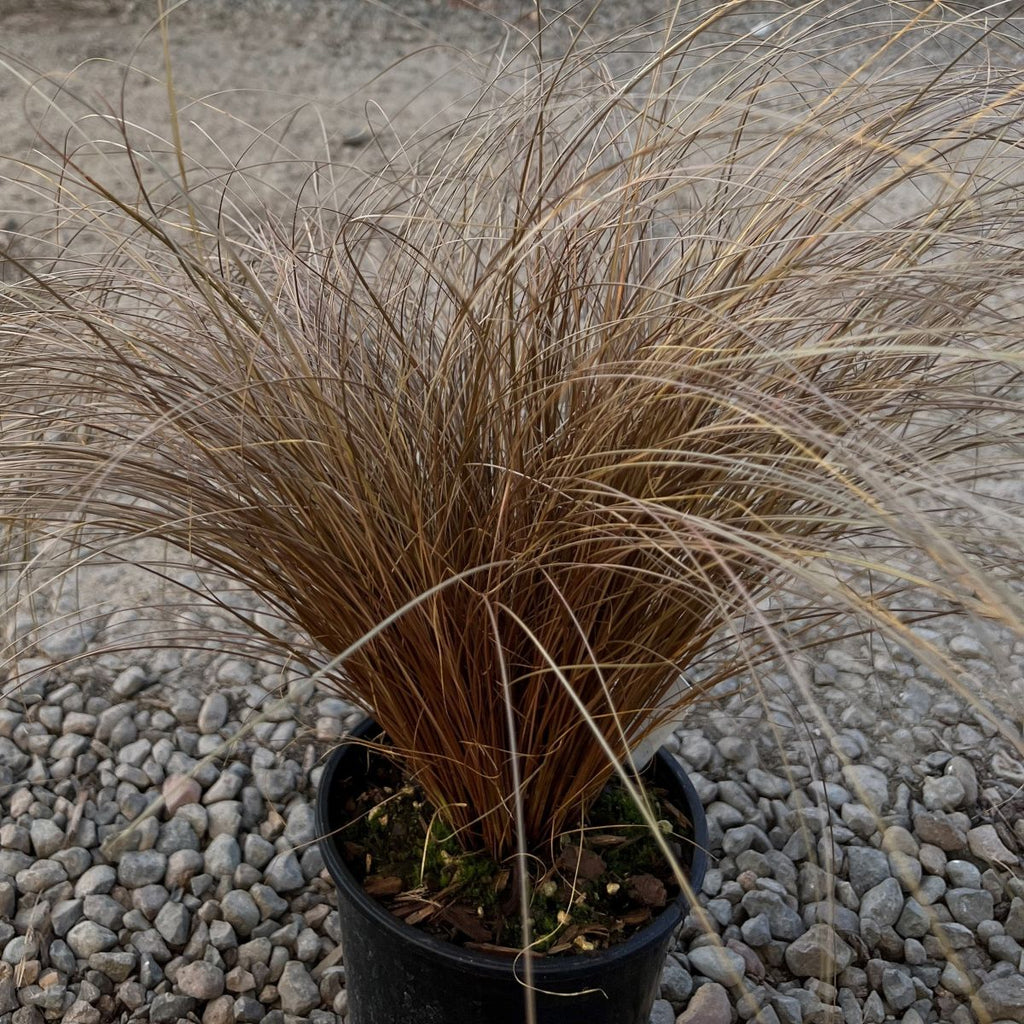 Grass, Carex flag. 'Toffee Twist