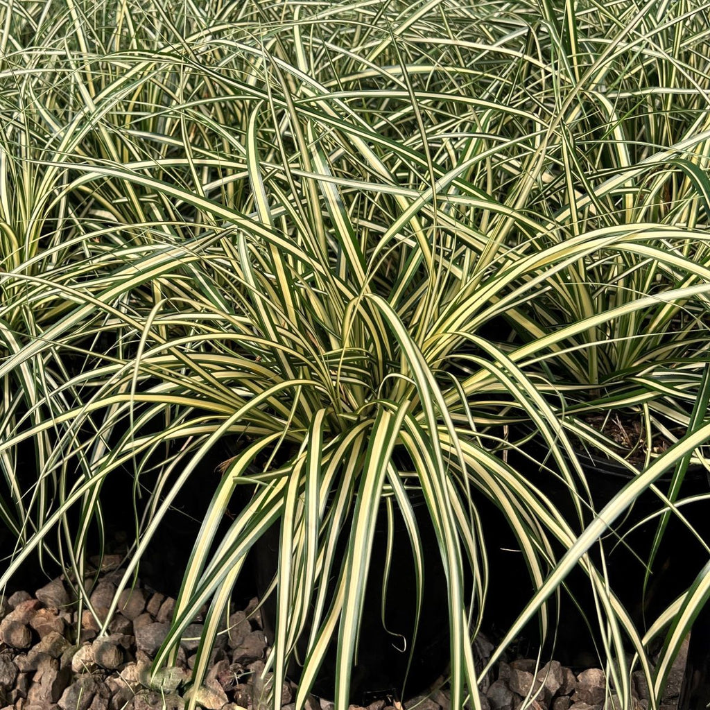 Grass, Carex hachijoensis 'Evergold'