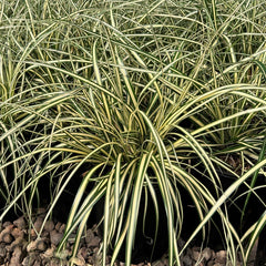 Grass, Carex hachijoensis 'Evergold' – Loen Nursery, Inc.