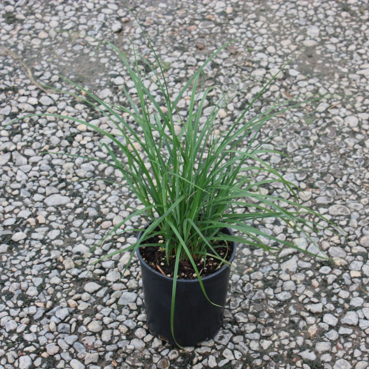 Grass, Carex obnupta