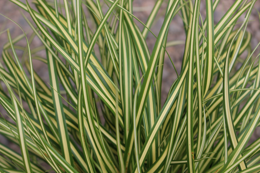 Grass, Carex oshimensis EVERCOLOR® 'Everoro' PP23406 – Loen