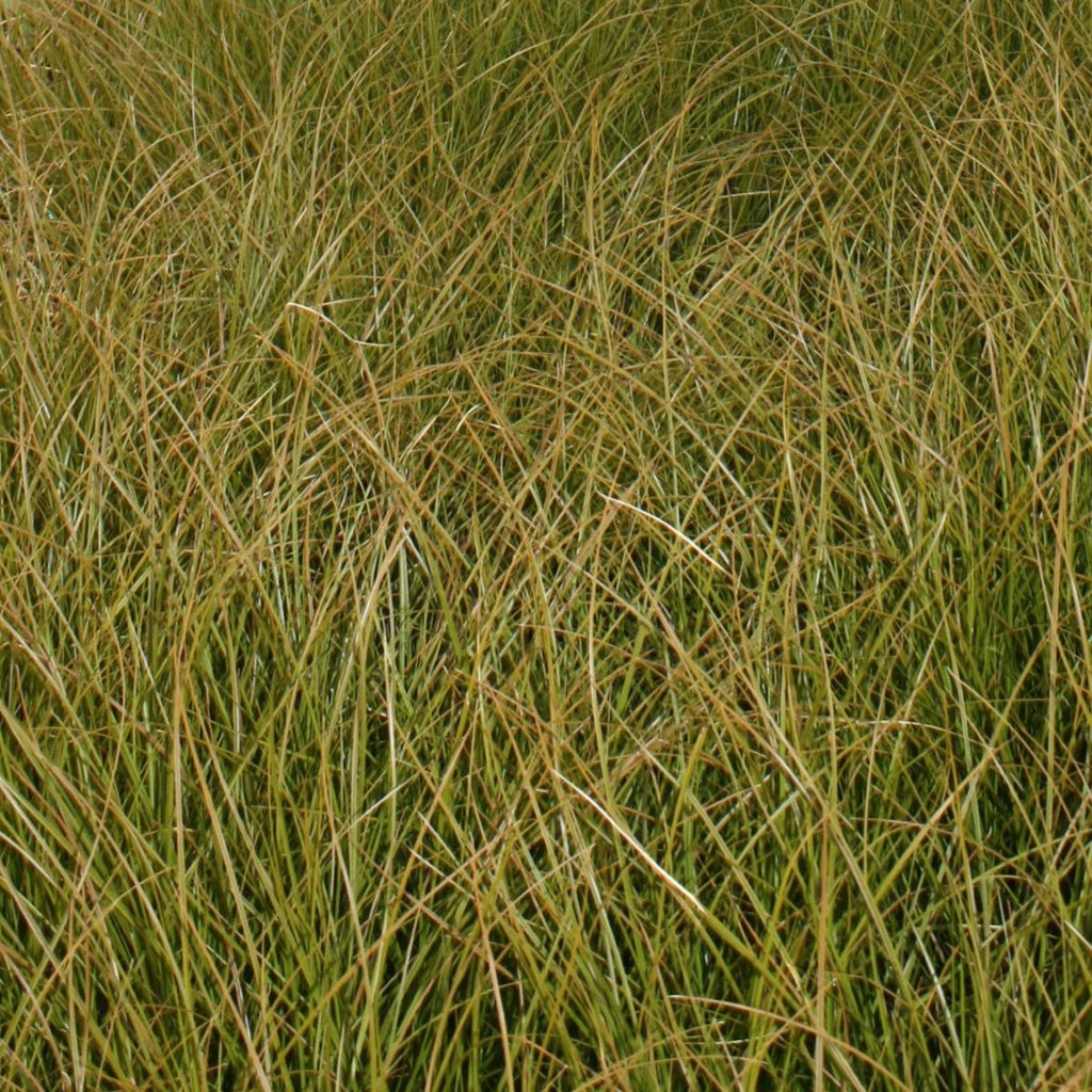 Grass, Carex testacea 'Prairie Fire' ™