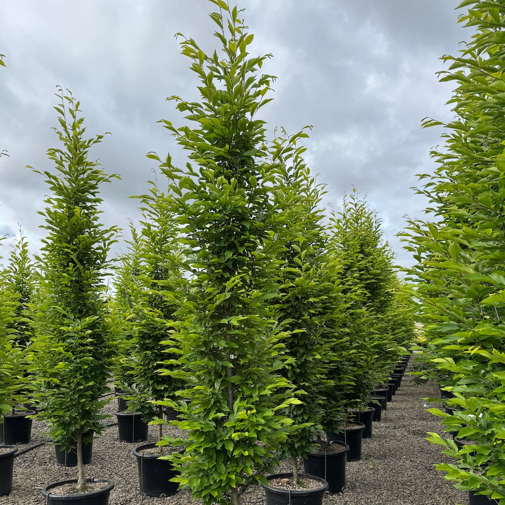 Carpinus b. 'Fastigiata'