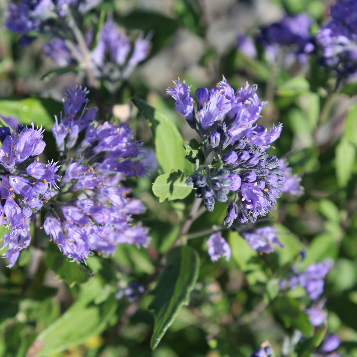 Caryopteris x clan. 'Dark Knight'