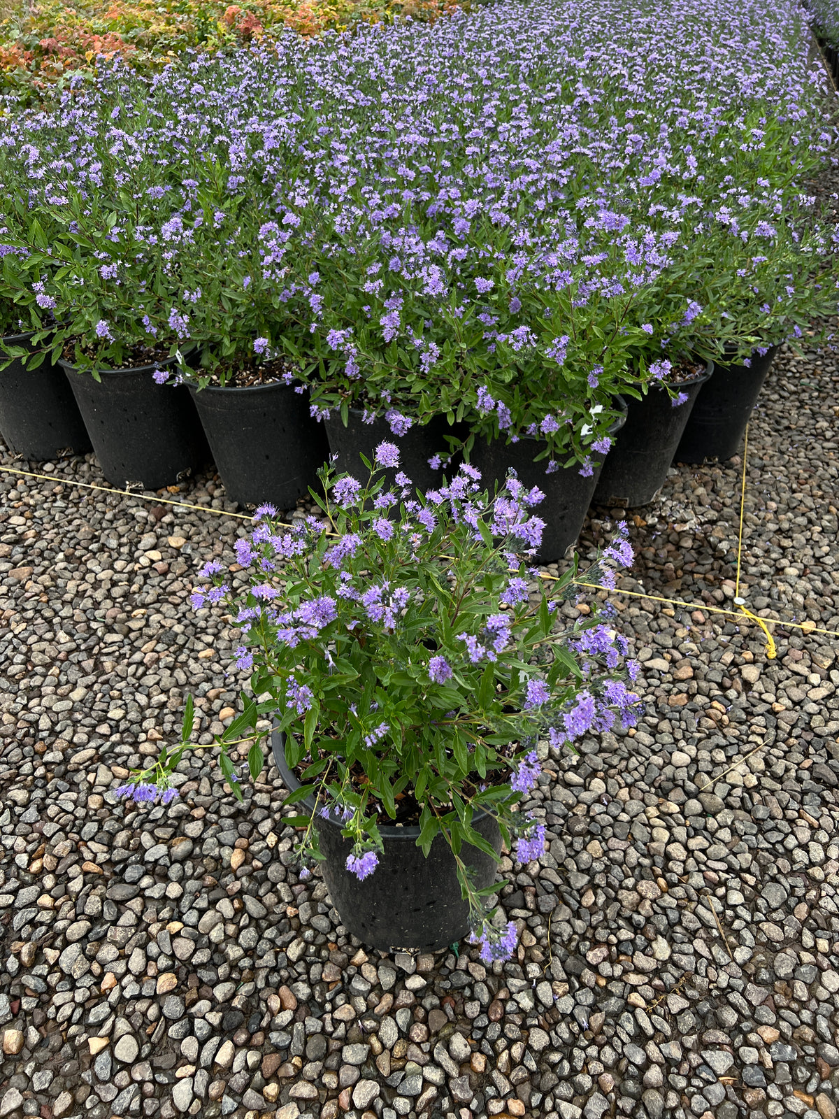 Caryopteris x clan. 'Dark Knight'