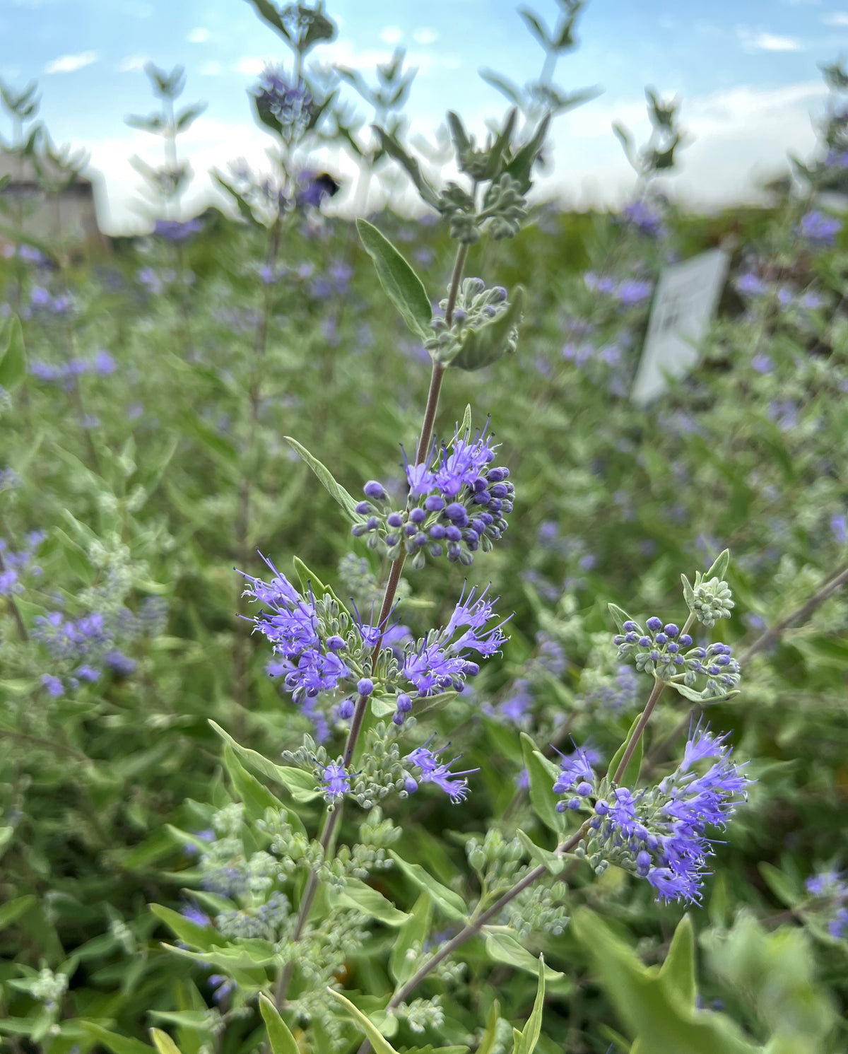 Caryopteris x clan. 'Dark Knight'