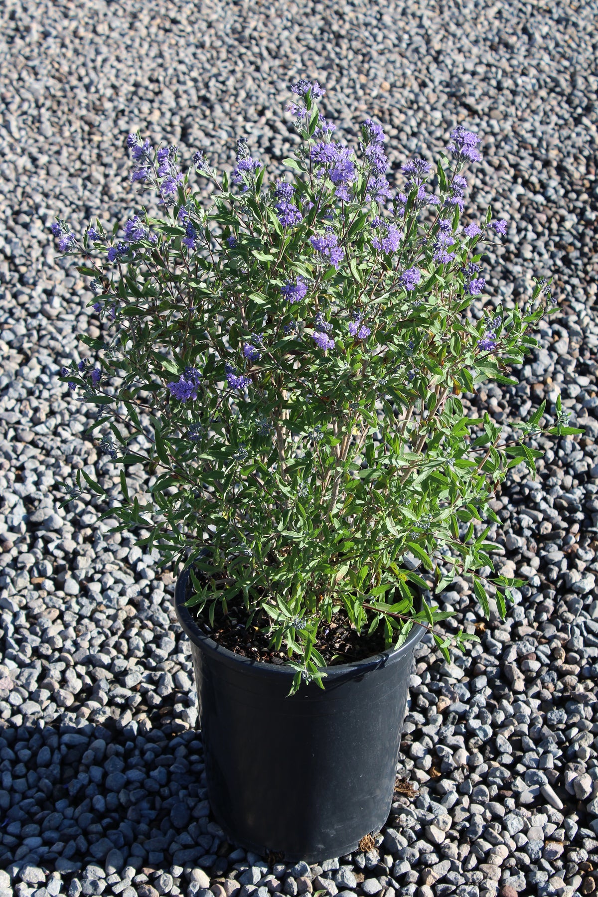 Caryopteris x clan. 'Dark Knight'