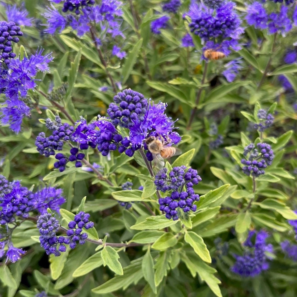 Caryopteris x clan. 'First Choice' PP11958