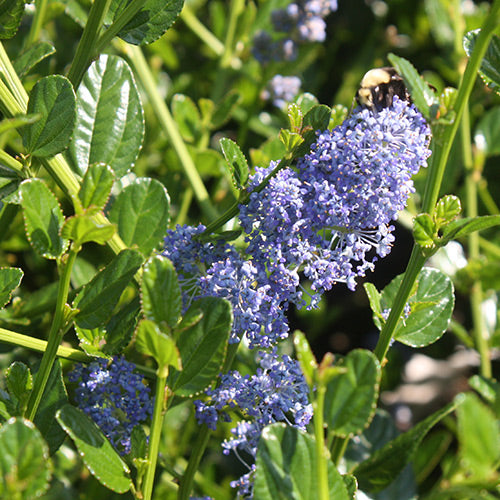 Ceanothus 'Victoria'