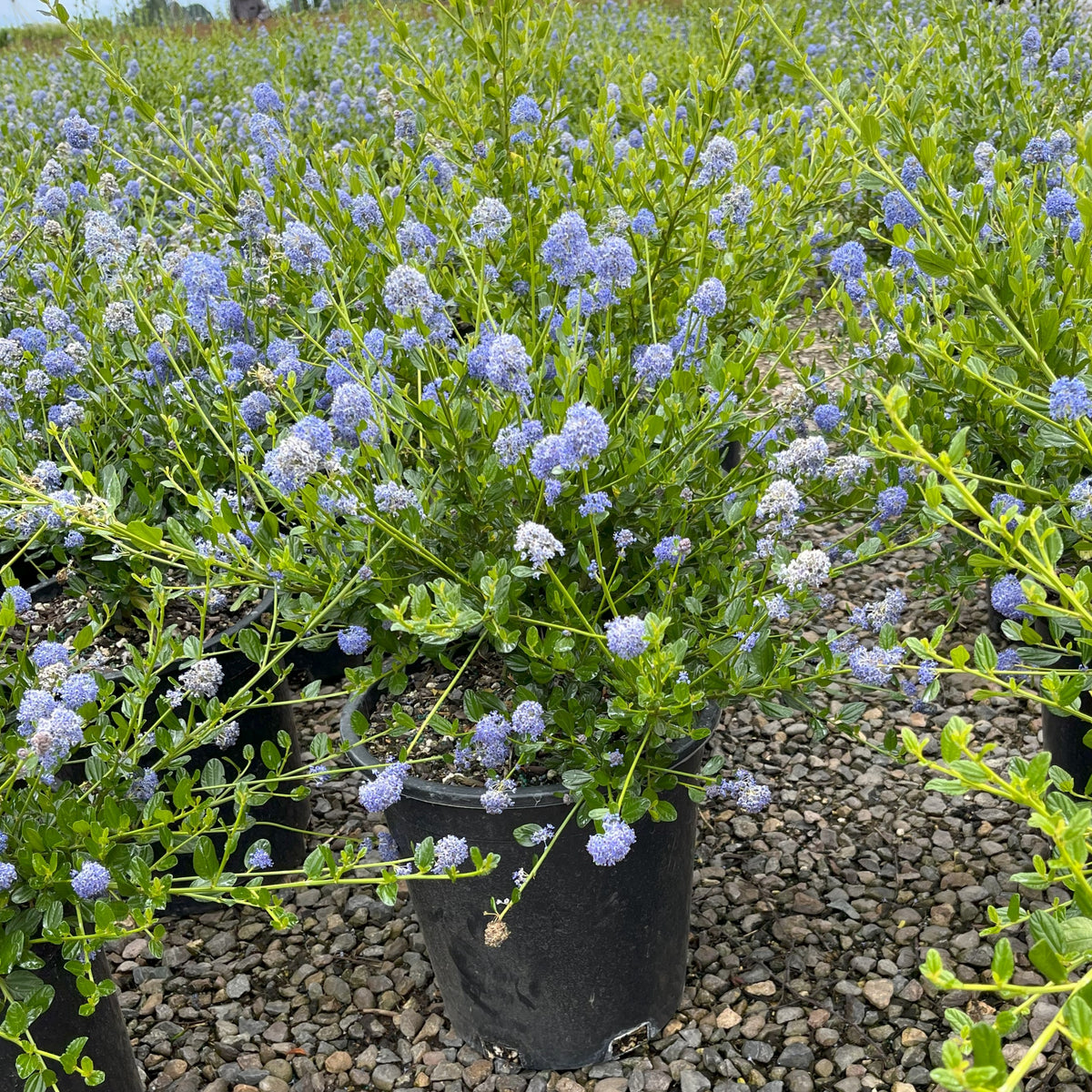 Ceanothus 'Victoria'