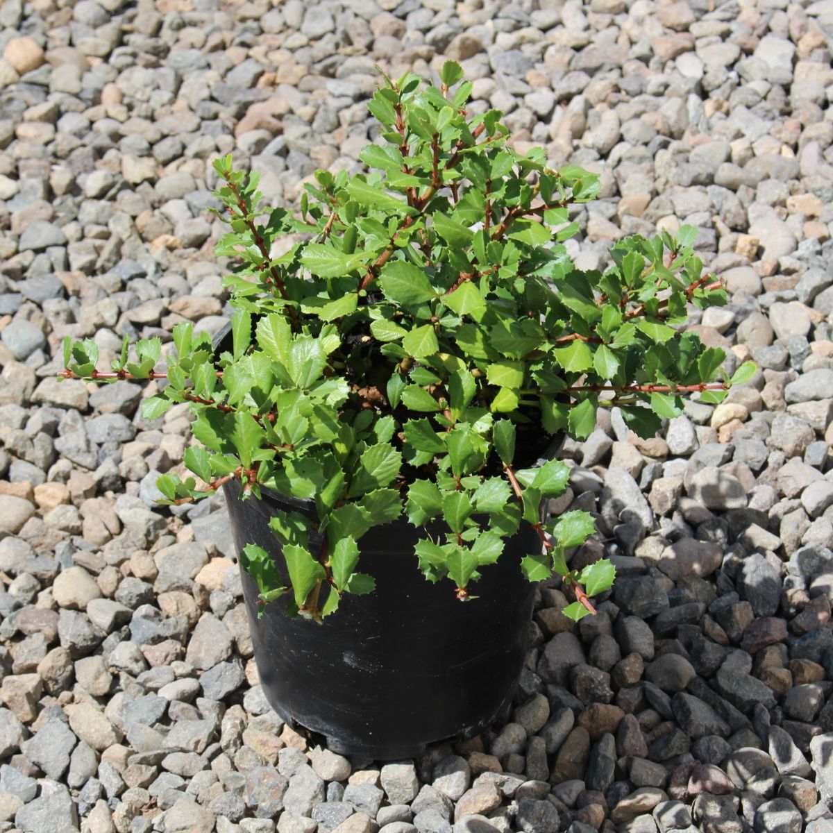 Ceanothus gloriosus