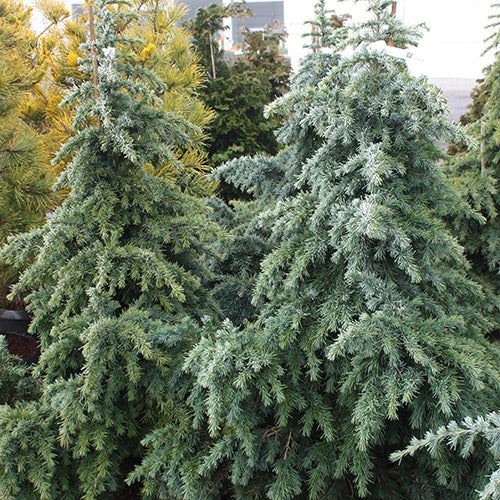 Cedrus d. 'Divinely Blue'