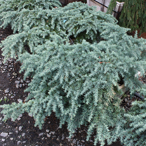 Cedrus d. 'Prostrate Beauty'