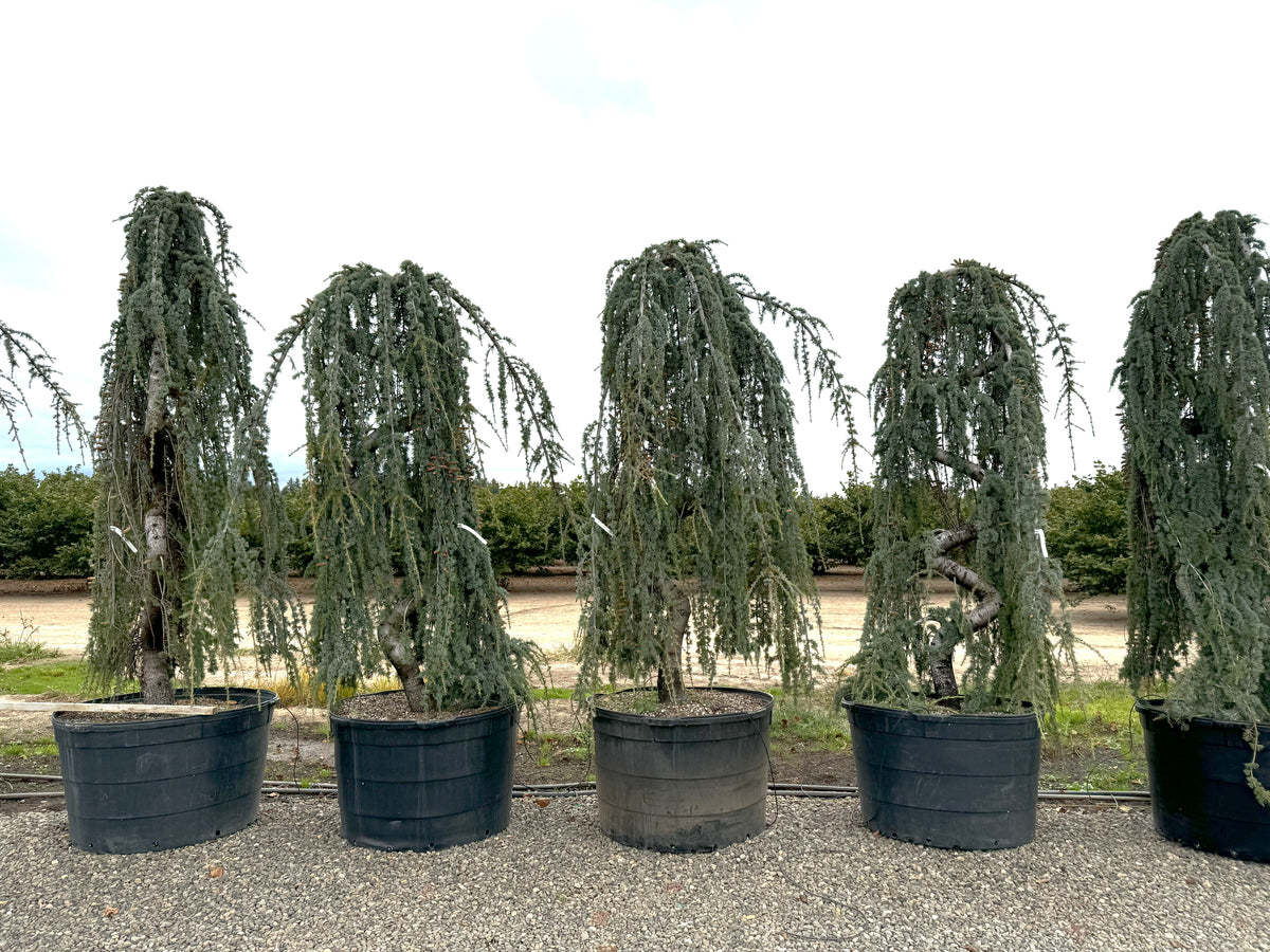 Cedrus atl. 'Glauca Pendula', Serpentine