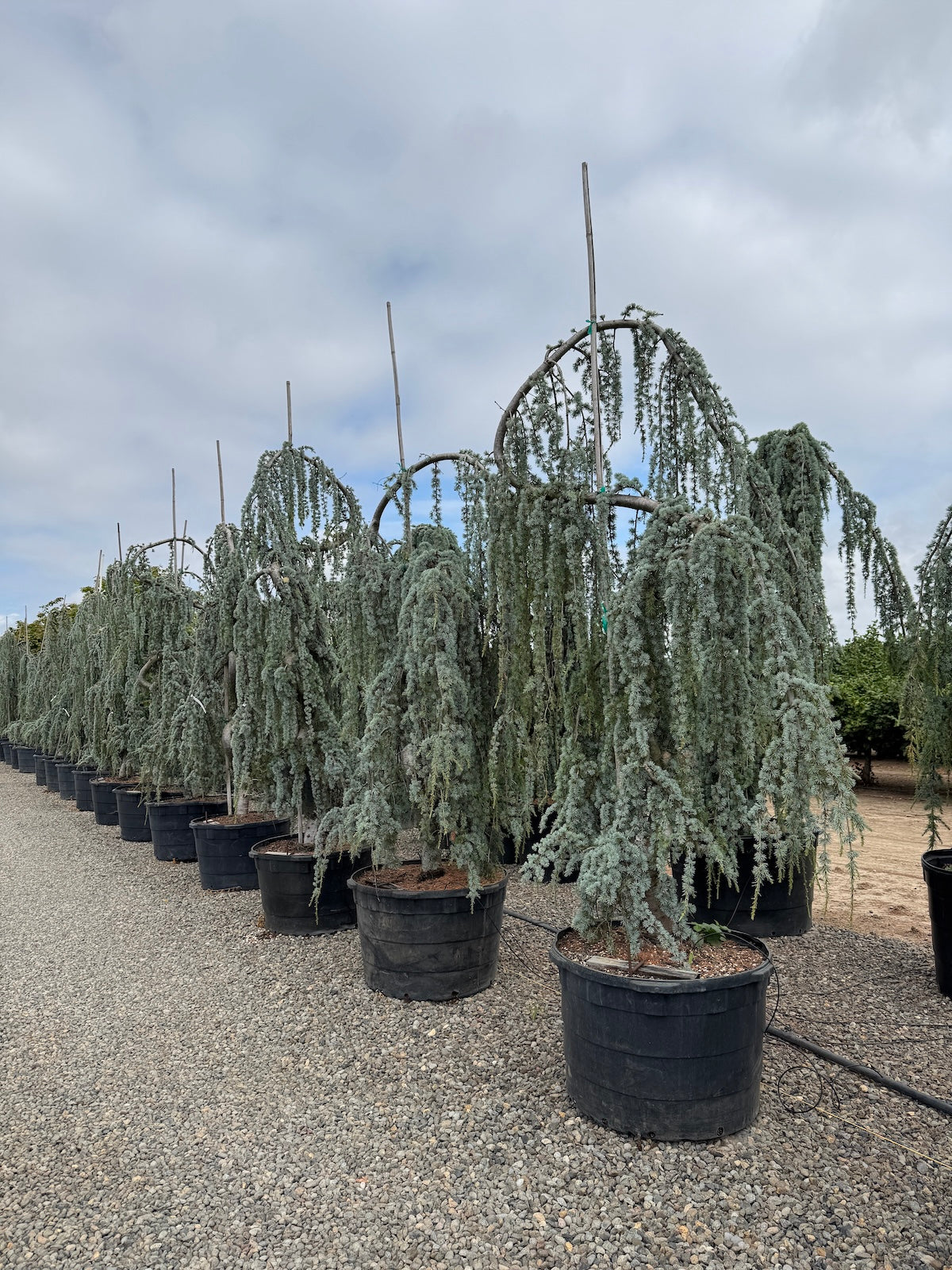 Cedrus atl. 'Glauca Pendula', Serpentine (BBP) 10-12 ft #65.JPG