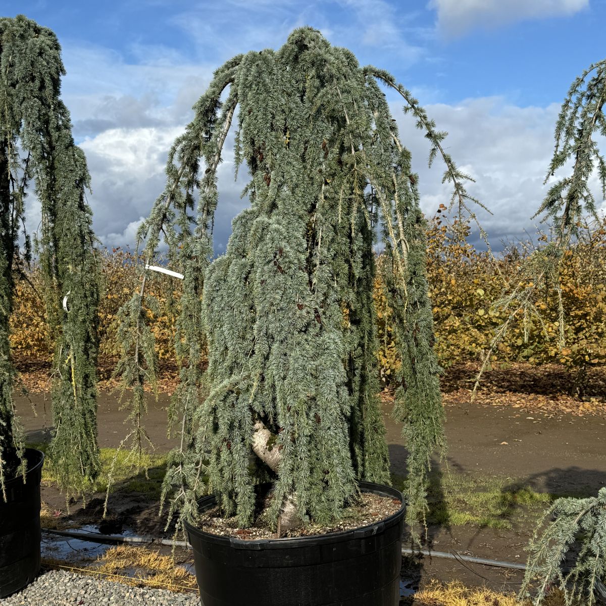 Cedrus atl. 'Glauca Pendula', Serpentine