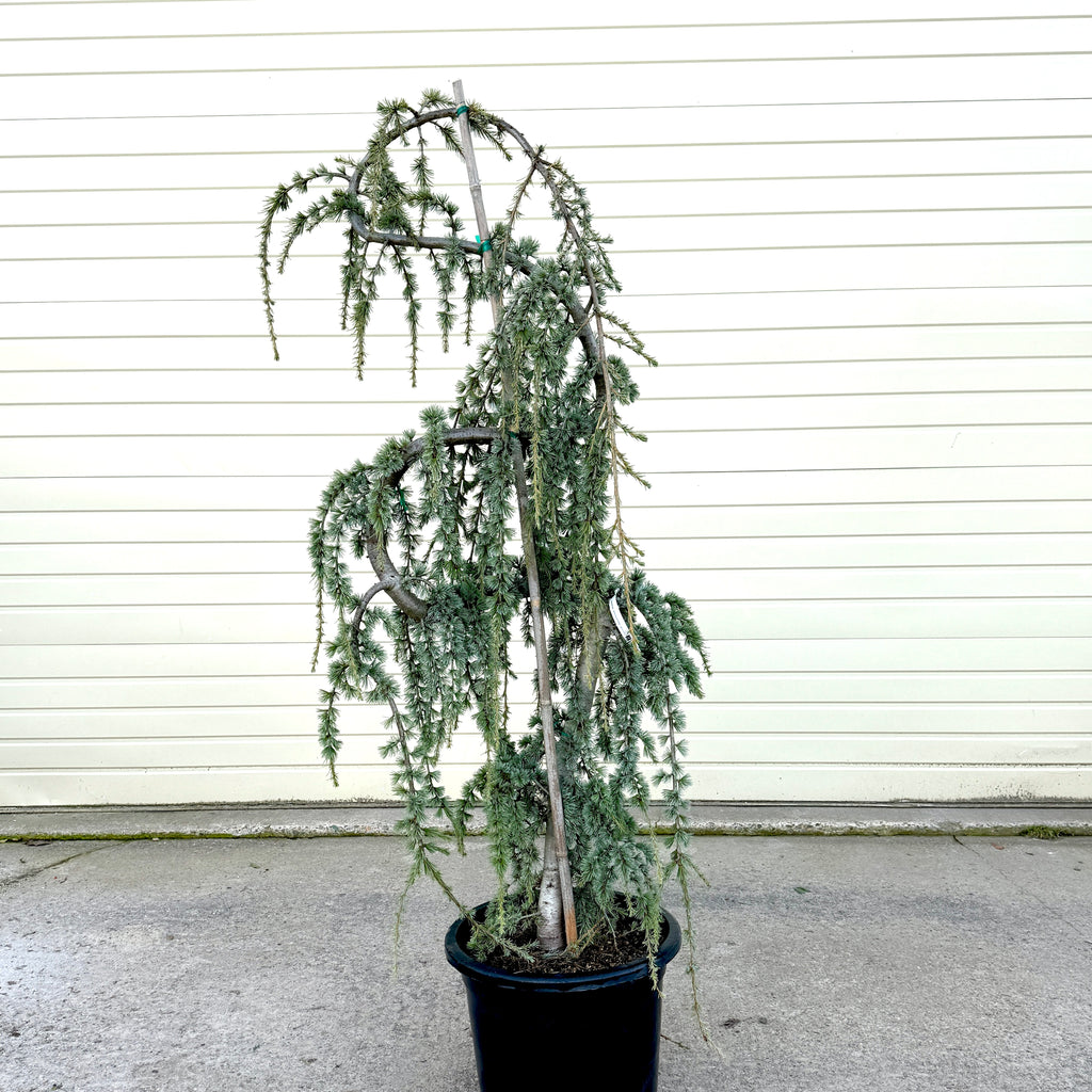 Cedrus atl. 'Glauca Pendula', Serpentine