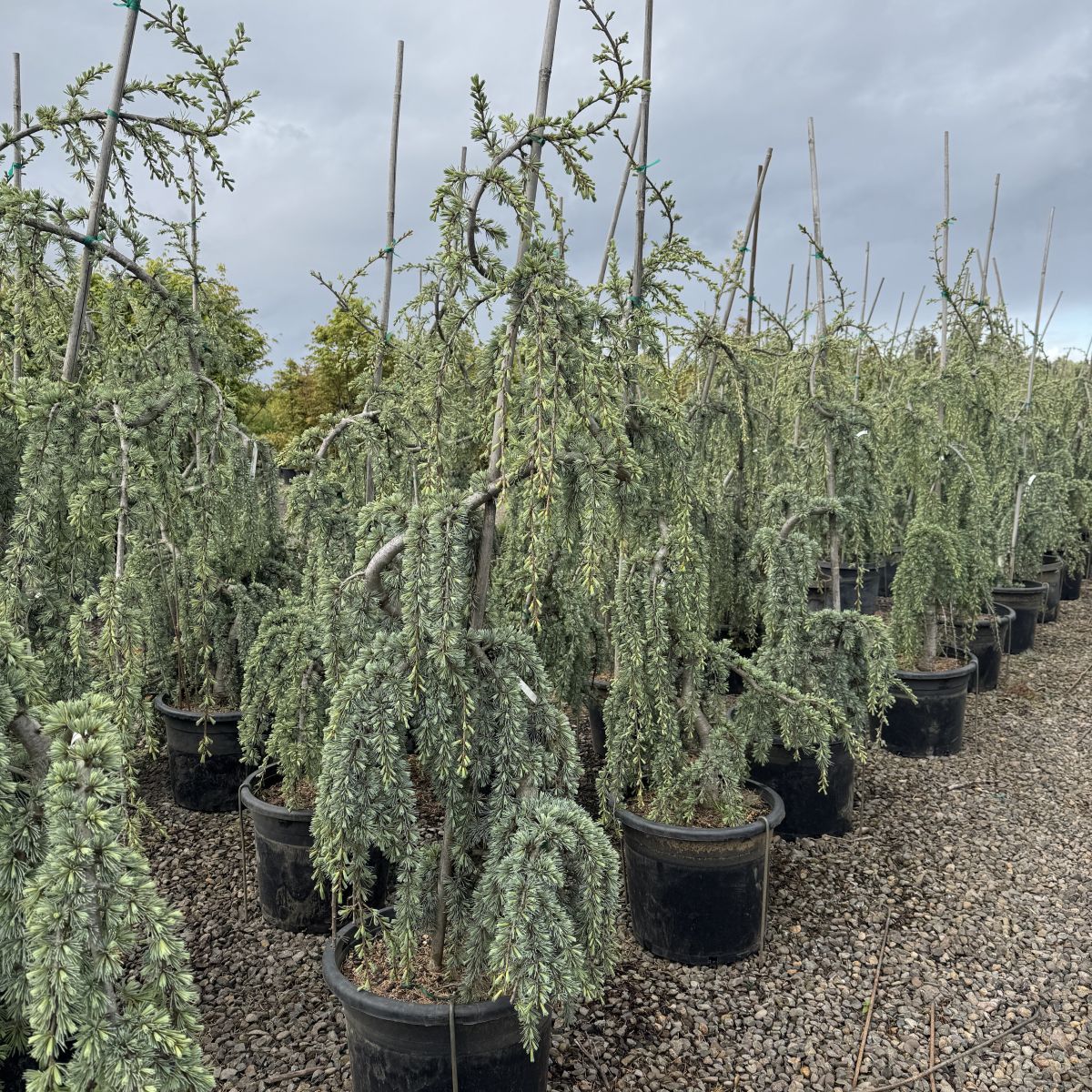 Cedrus atl. 'Glauca Pendula', Serpentine