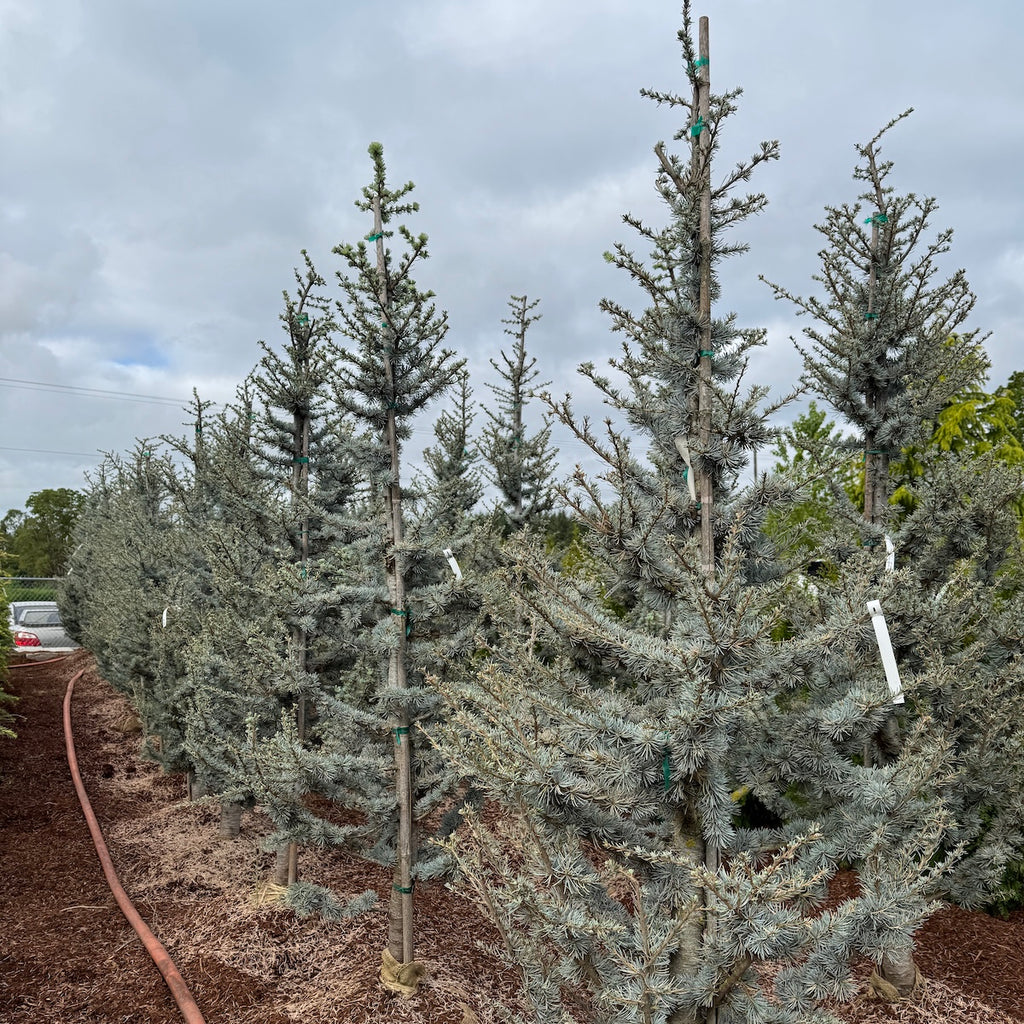 Cedrus atl. 'Glauca'