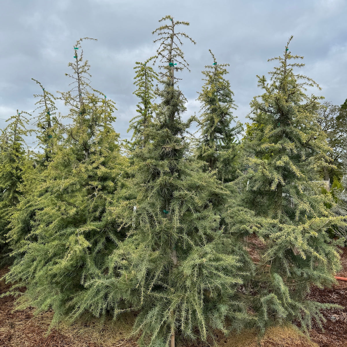 Cedrus d. 'Aurea Wells'