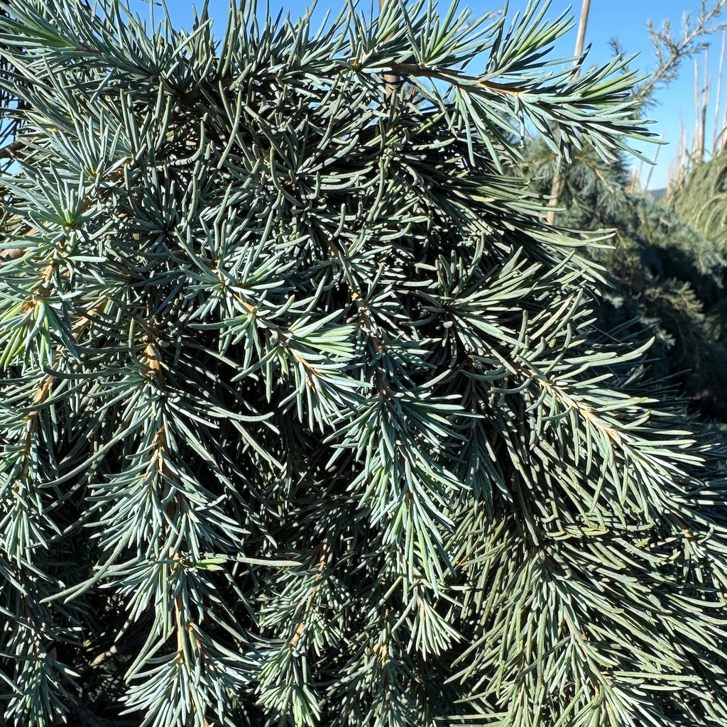 Cedrus d. 'Feelin Blue'