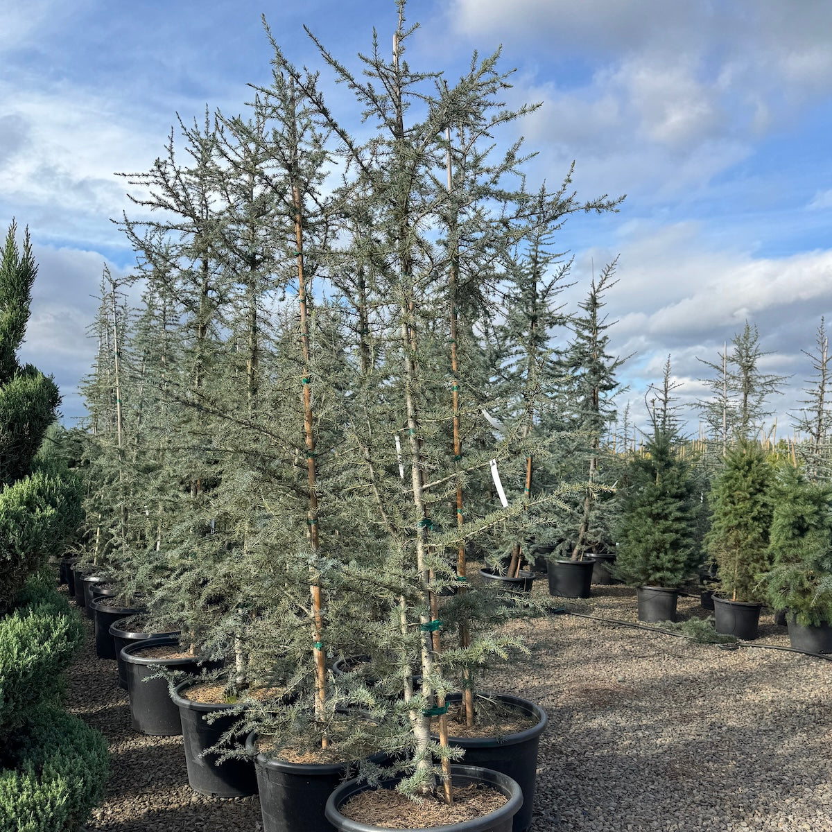 Cedrus d. 'Karl Fuchs'