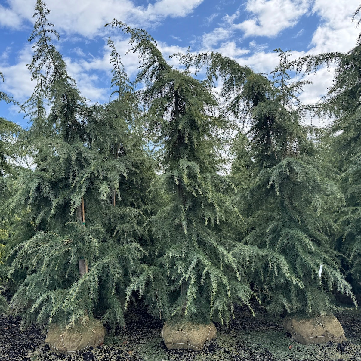 Cedrus d. 'Kashmir'