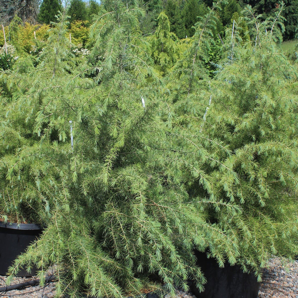 Cedrus deodara