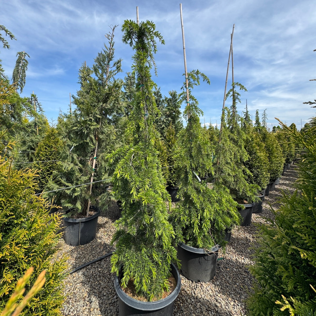 Cedrus libani 'Beacon Hill'